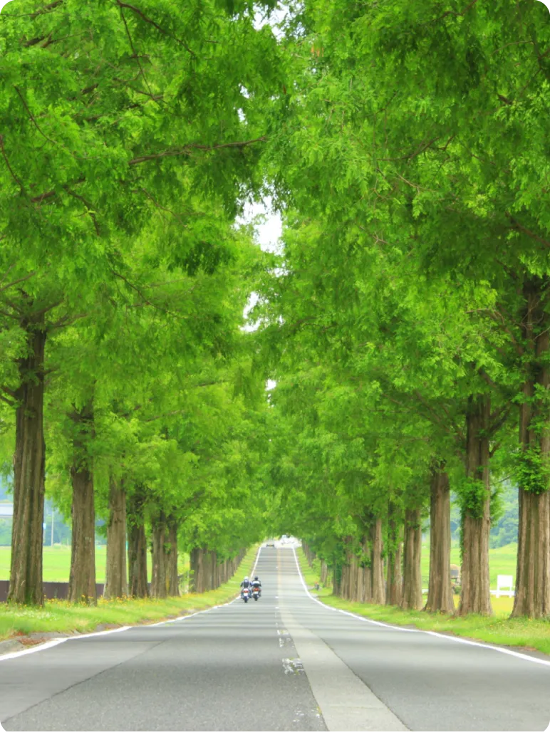 夏のメタセコイヤ並木
