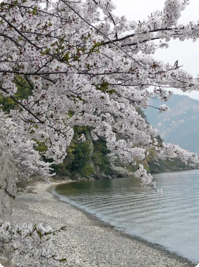 海津大崎の桜